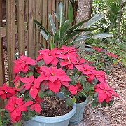 Picture 008